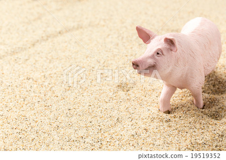 Pig on the beach: Pig on the beach 19519352