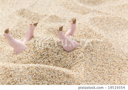 Pig buried in sand: Pig burried in the sand 19519354