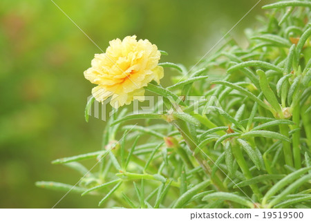yellow portulaca flower 19519500