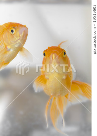 Goldfish   19519602