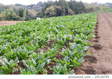 菠菜領域 19519795