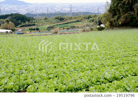 Lettuce field 19519796