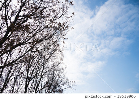 樹木和天空 樹木和天空 19519900