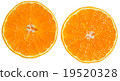 Mandarin orange section white background 19520328