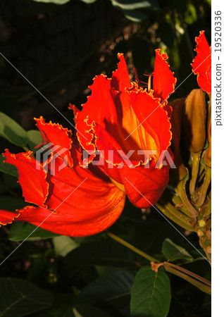 Kaenboku Kaenboku 19520336