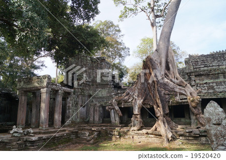Big tree of Preia Kang of Angkor remains Big tree of Preia Kang of Angkor remains 19520420