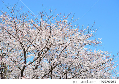Cherry Blossoms Cherry Blossoms 19520563