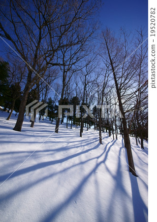 Midwinter fountain Parktown Snowscape "Shadow painting of street trees in new snow" Winter scene 19520782