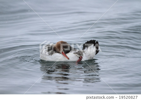 Umiasa's feathering feathers Umiasa's feathering feathers 19520827