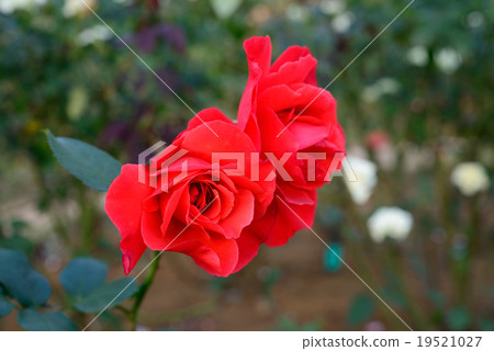 Autumn Roses 34 Autumn Roses 34 19521027