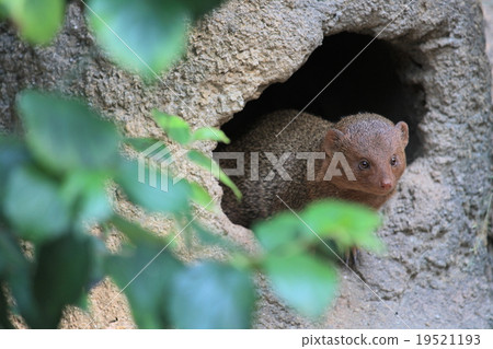 Kobito Mongoose 19521193