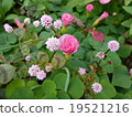 Oxalis & Hijirushoroba 19521216