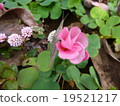 Oxalis 19521217