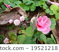 Oxalis 19521218