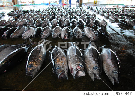 Tuna from the Nachikatsura fishing port 19521447