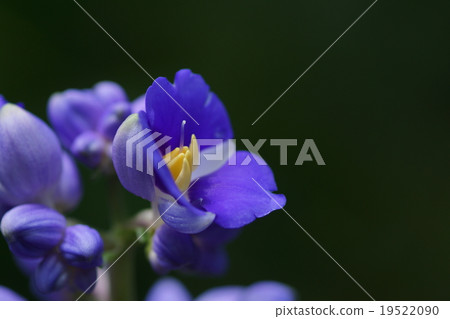 Dicory Sandra Tilshiflora 19522090