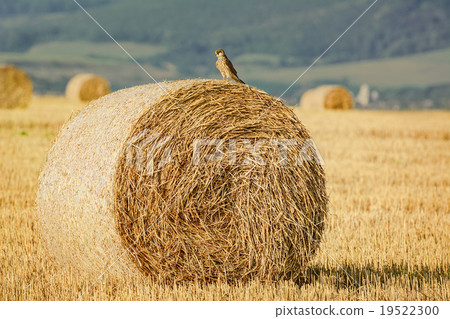 Young Falcon Young Falcon 19522300
