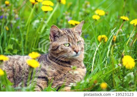 Cat have a rest on dandelion meadow Cat have a rest on dandelion meadow 19523123