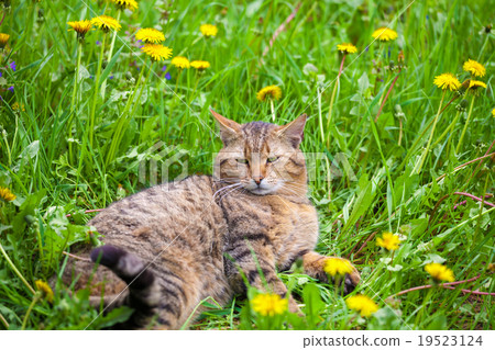 Cat have a rest on dandelion meadow Cat have a rest on dandelion meadow 19523124