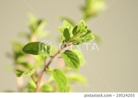 馬鬱蘭套房 19524203