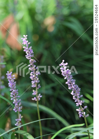 Yaburan Yaburan 19524664