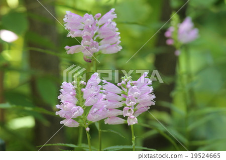 Physostegia virginiana 19524665