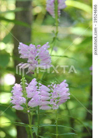 Hanatorano Hanatorano 19524666