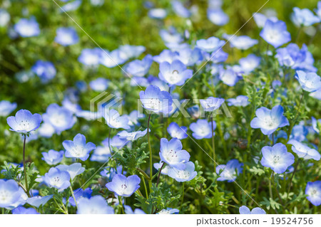 Field of Nemophila, or baby blue eyes  19524756