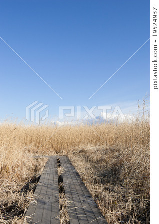 Winter moor 19524937