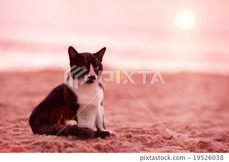 Cat siting on the beach at sunset 19526038
