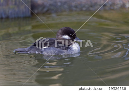 Female Bufflehead, Bucephala albeola 19526586