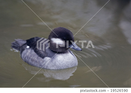 Female Bufflehead, Bucephala albeola swimming 19526590