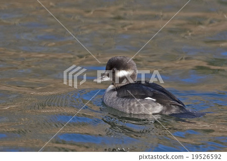 Relaxed female Bufflehead, Bucephala albeola 19526592
