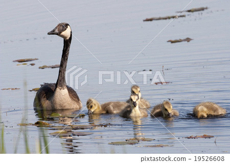 Canada Goose, Branta canadensis, with young 19526608