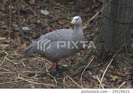 Cape Barren Goose, Cereopsis novaehollandiae Cape Barren Goose, Cereopsis novaehollandiae 19526622
