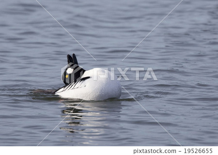 Male Common Goldeneye, Bucephala clangula, display Male Common Goldeneye, Bucephala clangula, display 19526655