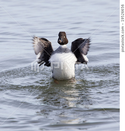 Female Common Goldeneye, B. clangula, wingstand 19526656