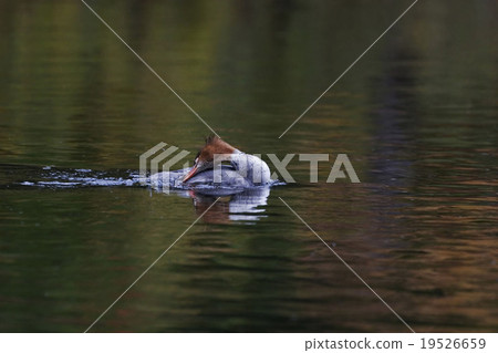 Common Merganser, Mergus merganser, preening 19526659
