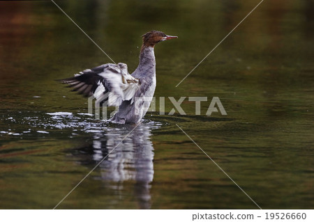 Common Merganser, Mergus merganser, wingstand 19526660