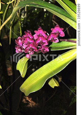 Rincosostilis Gigantea 19526699