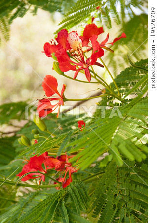 Royal · Poinciana 19526709