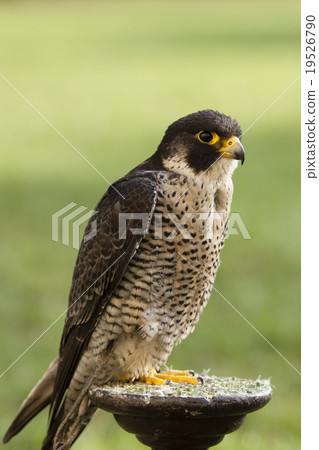 falcon bird 19526790