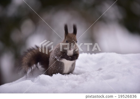 Ezoris: Winter greeting, behavior Ezoris: Winter greeting, behavior 19526836