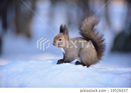 Ezoris: While walking in Ezoris in winter Ezoris: While walking in Ezoris in winter 19526837