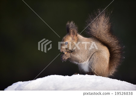 Ezoris:冬季膳食背景黑色 Ezoris:冬季膳食背景黑色 19526838