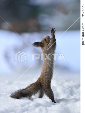 Ezoris:舞蹈,表演 Ezoris:舞蹈,表演 19526839