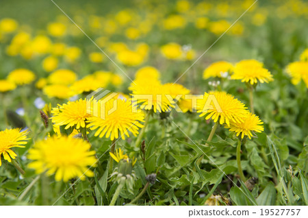 Dandelion Dandelion 19527757