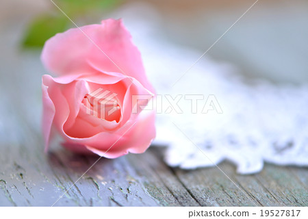 Rose Rose 19527817