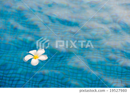 Plumeria flower 19527980