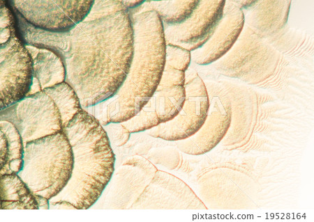 Crystals of vitamin C Crystals of vitamin C 19528164